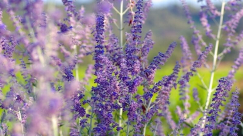 The Lavendar of Southern France