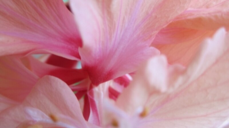 Pretty Hibsicus Bloom