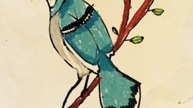 Blue Jay