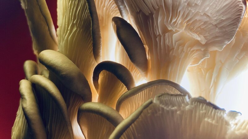 Photo of Oyster Mushrooms