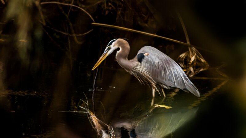 Heron through the trees