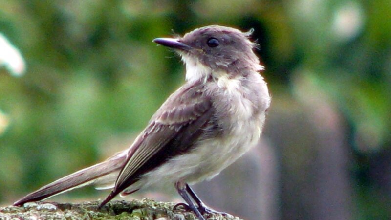 Young Kingbird