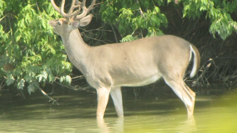 6 Point Buck Nibbling Trees