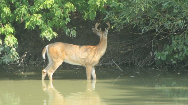 "The Buck Stops Here"