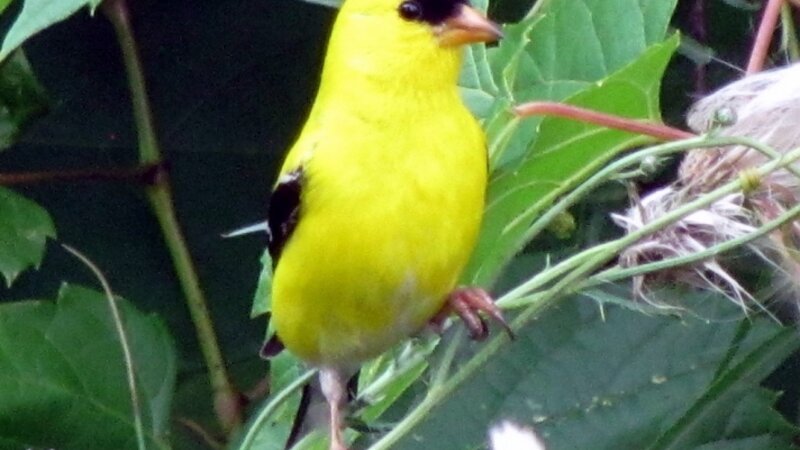 Golden Finch