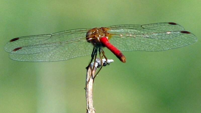 Dragonfly