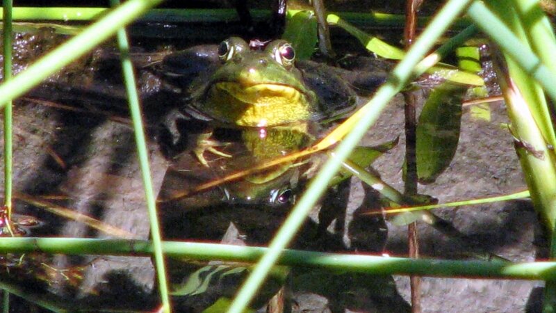 Barthelomew Bullfrog