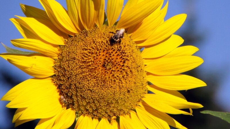"Busy Bee On A Sunflower"