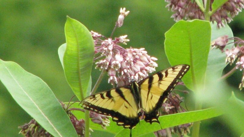 Butterfly on Milkweed