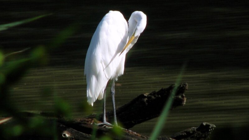 Great White Egret
