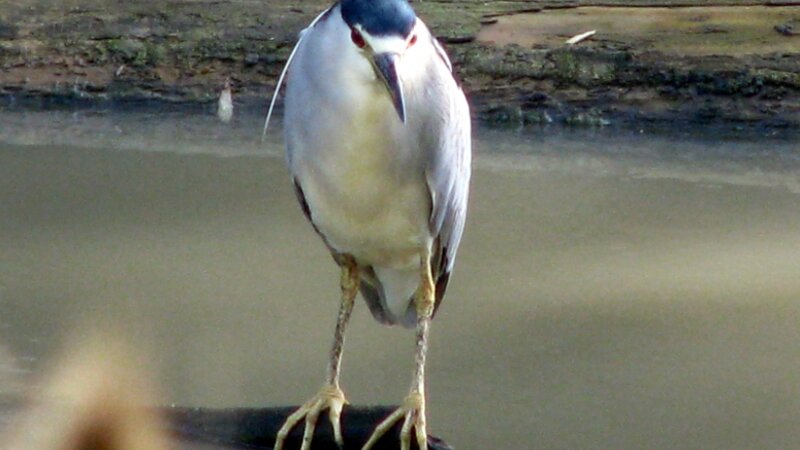 "The patient fisherman"