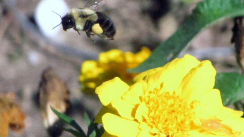"Bumblebee In Flight"