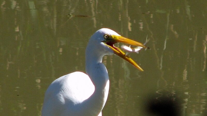 Fish Dinner For A White Egret