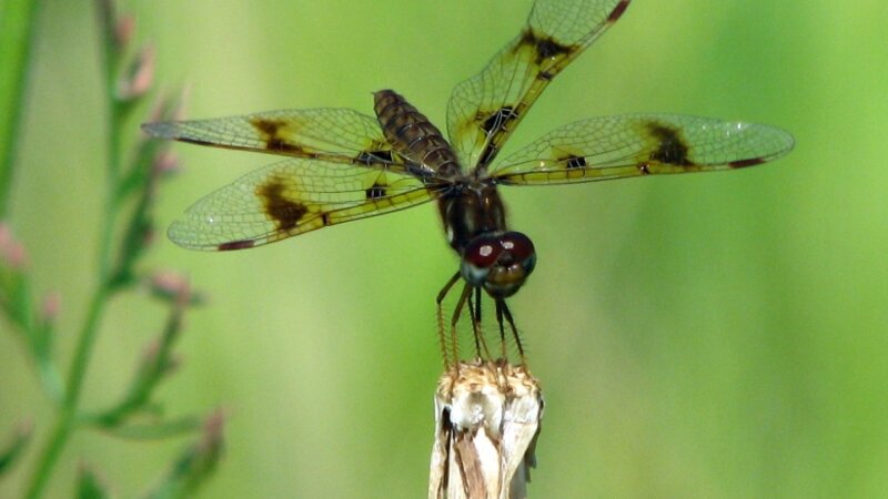 "Here's Looking At You Kid"