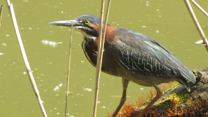 Dark Skull Night Heron