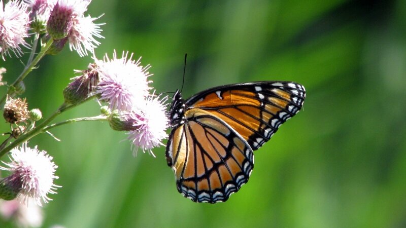 "Monarch At Rest"