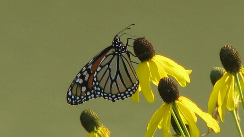 Monarch On A Flower