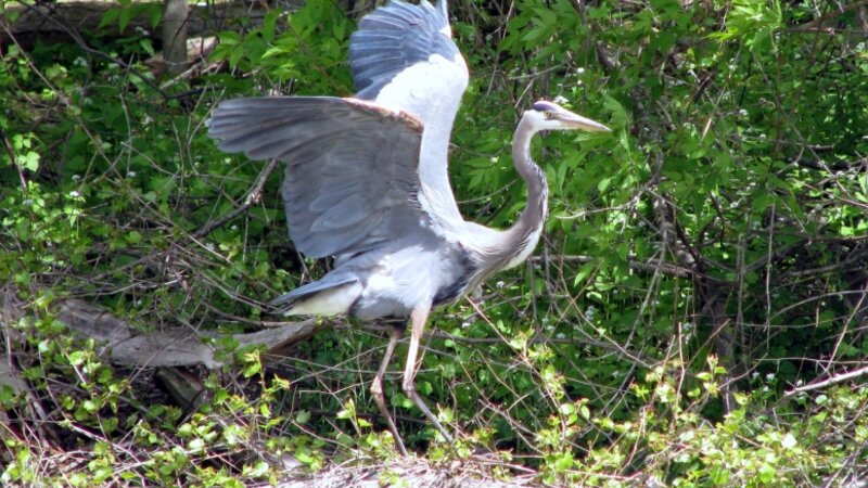 Blue Heron Landing