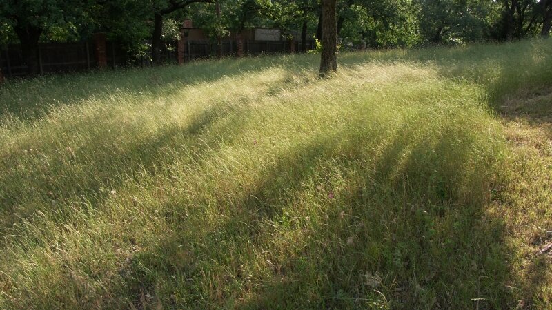 Beautiful Natural Grass