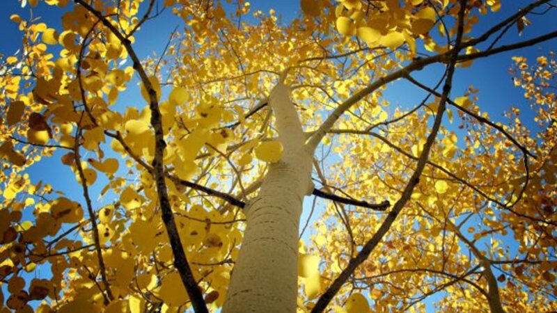 Glowing Aspen