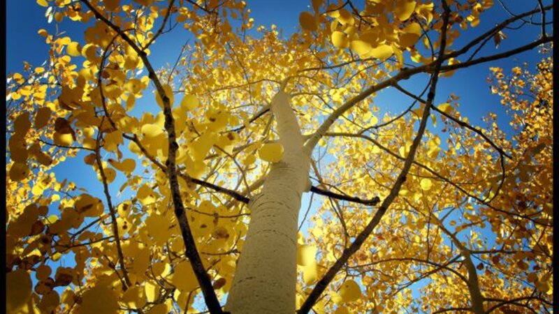 Glowing Aspen