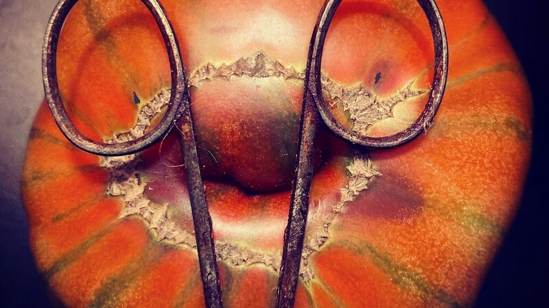 "Grandpa", photograph of tomato and rusty scissors, November, 2022.