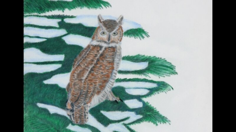 Great Horned Owl