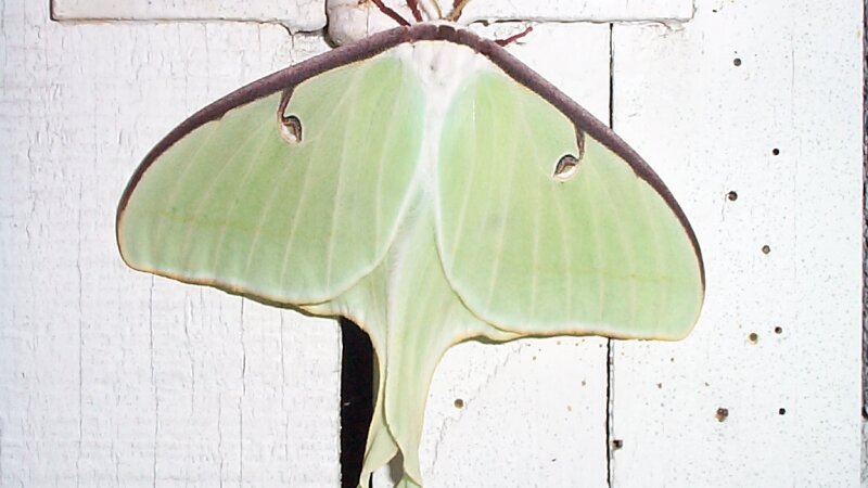 Green Moth