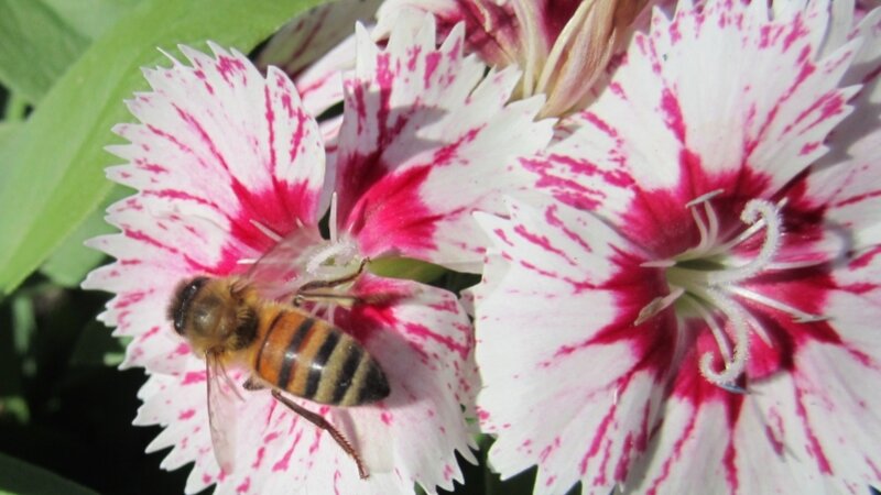 Bee on Pretty Flower