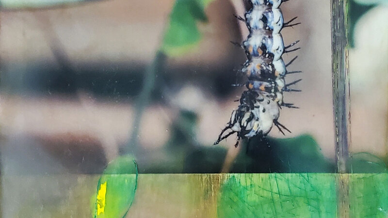 Fruits of Nature, mixed media encaustic, 8”x8"