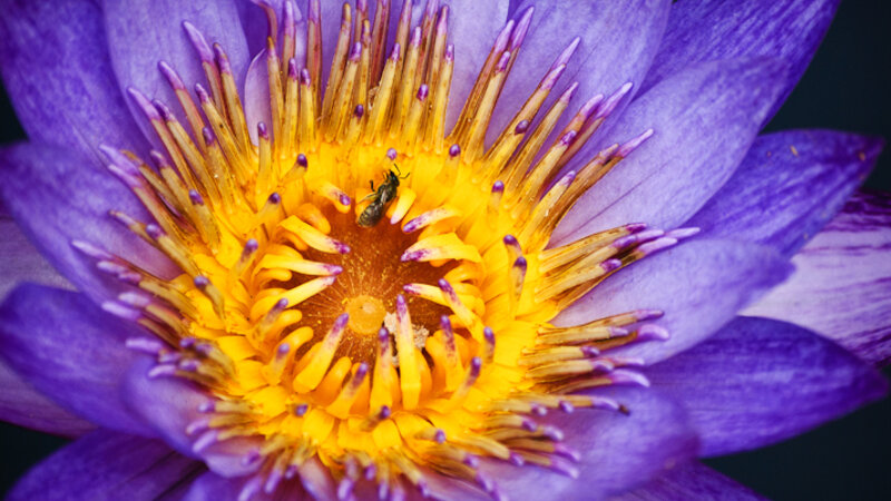 Bee Life