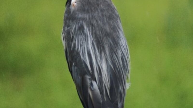 Blue Heron
