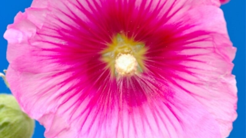 Holly Hock of Normandy