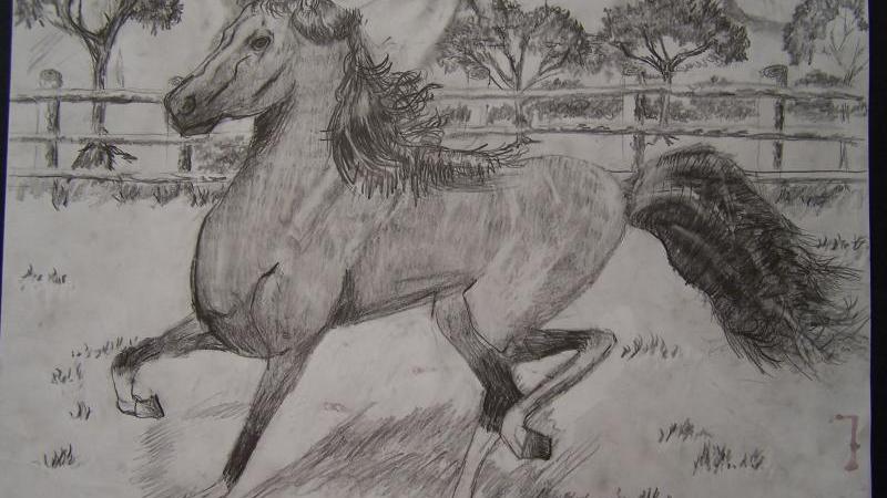 Horse, age 9