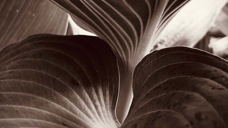 Photograph of Hosta plant, April, 2026.