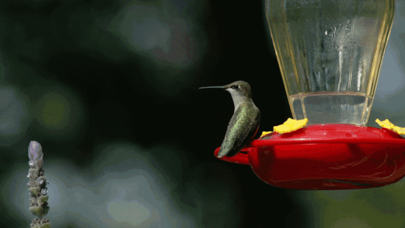 Hummingbird Choices
