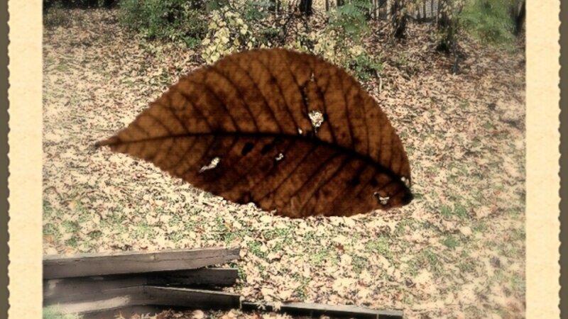 hurricane, leaf, trees, woods, hurricane sandy