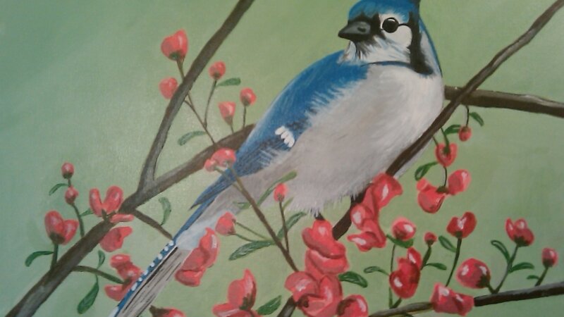 Blue Jay