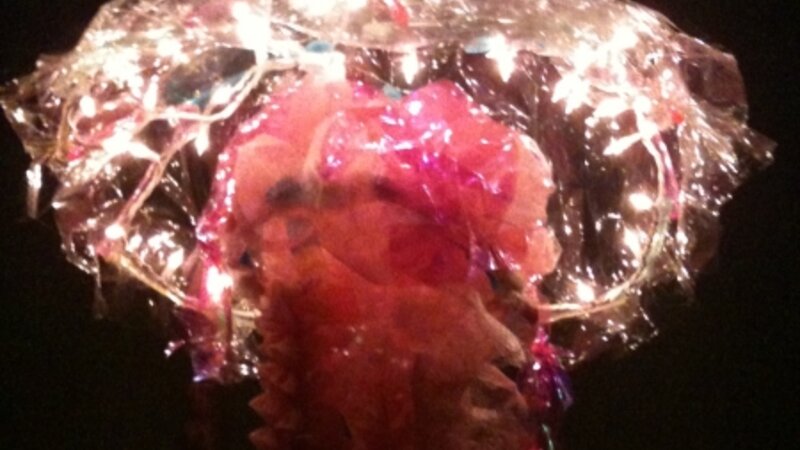 Jellyfish or... not?