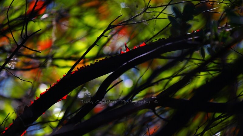 Natural Stained Glass