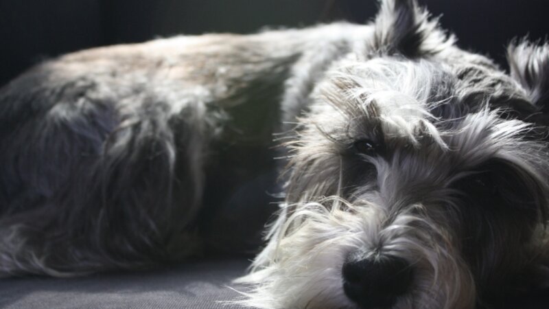 Meet my best Friend Molly