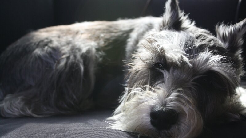 Meet my best Friend Molly