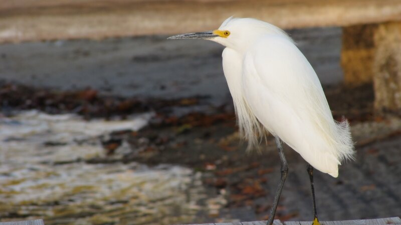 Snowy Egret