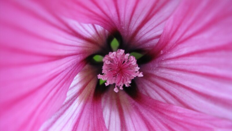 Pink Flower 