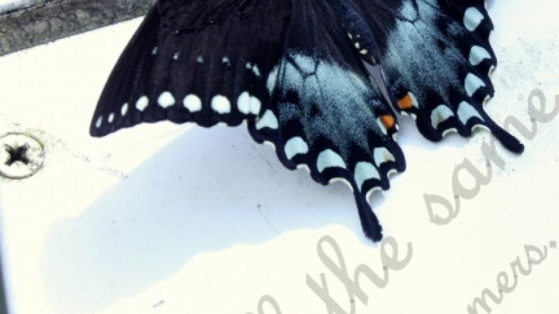 It's all the same for the dreamers.