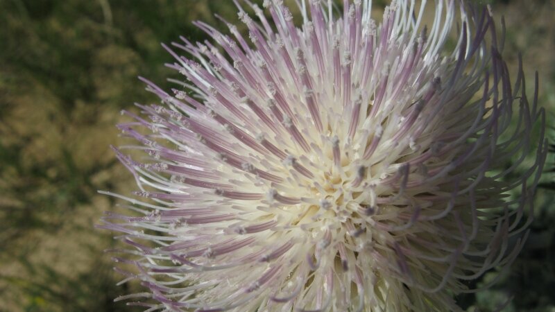 Flower at Sodergreen Lake