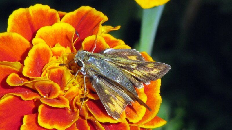 "Moth On A Flower"