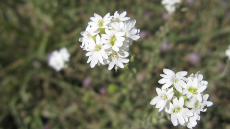 Little white flower.