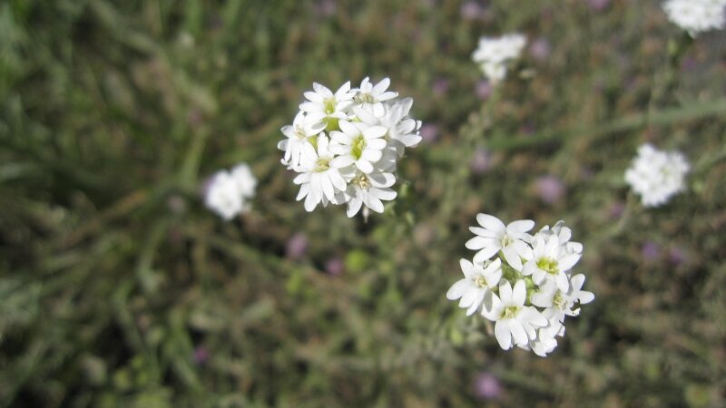 Little white flower.