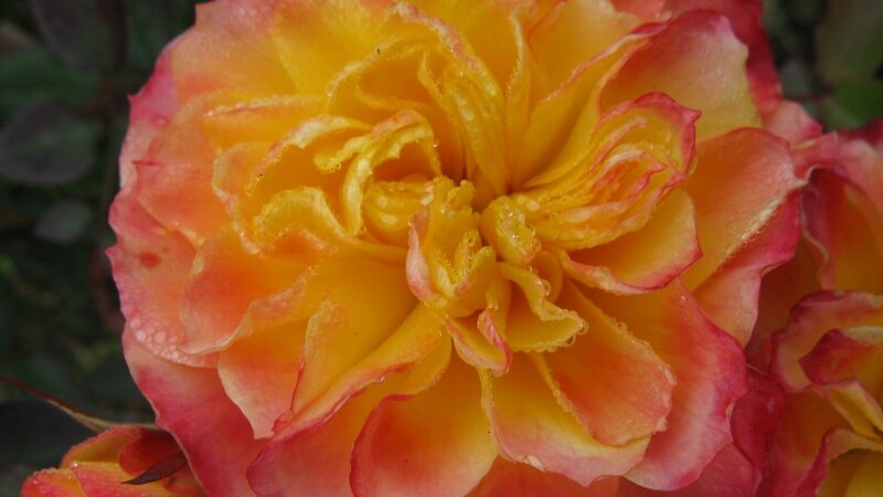 Rose on Grave 1